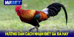 hướng dẫn sử dụng cách nhận biết gà đá hay