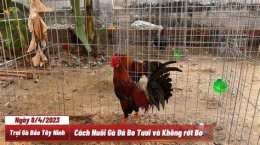 hướng dẫn sử dụng cách nuôi gà đá bo lớn