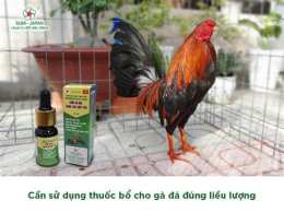 hướng dẫn sử dụng cách tiêm thuốc cho gà đá