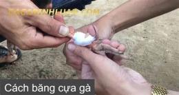 hướng dẫn sử dụng cách trồng cựa gà đá