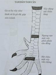 hướng dẫn sử dụng cách xem gà đá