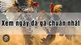 hướng dẫn sử dụng cách xem ngày gà đá