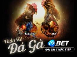 hướng dẫn sử dụng casino 888 đá gà