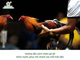 hướng dẫn sử dụng chăm gà chọi sau khi đá về