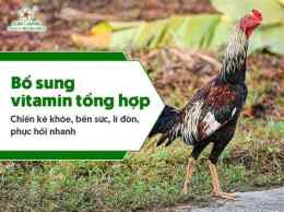 hướng dẫn sử dụng cho ga da an gi mau sung