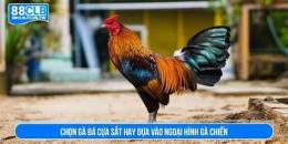 hướng dẫn sử dụng chon ga da hay tu nho