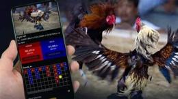 hướng dẫn sử dụng coi đá gà nội
