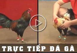 hướng dẫn sử dụng coi da ga thomo