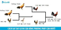 hướng dẫn sử dụng cựa đá gà