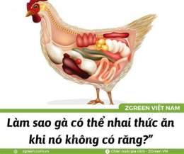 hướng dẫn sử dụng dạ dày tuyến của gà
