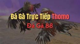 hướng dẫn sử dụng đá gà 88 thomo hôm nay