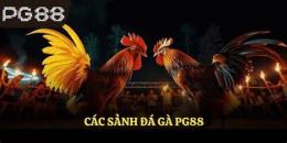 hướng dẫn sử dụng đa ga 88 truc tiep