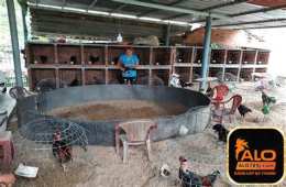 hướng dẫn sử dụng đá gà alo 789
