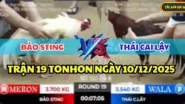 hướng dẫn sử dụng đá gà bảo sting hôm qua