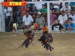 hướng dẫn sử dụng da ga baosting moi nhat