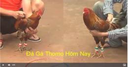 hướng dẫn sử dụng đá gà bên thomo hôm nay