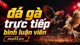 hướng dẫn sử dụng đá gà bình luận trực tiếp