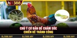 hướng dẫn sử dụng đá gà bj388