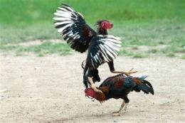 hướng dẫn sử dụng đá gà bồ tân hôn