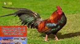 hướng dẫn sử dụng đá gà c3 campuchia