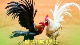 hướng dẫn sử dụng đá gà cam trực tiếp c2