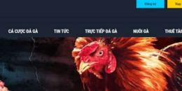 hướng dẫn sử dụng đá gà casino trực tiếp ngày hôm nay