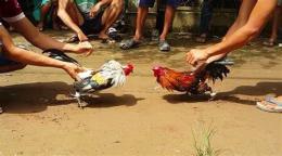 hướng dẫn sử dụng đá gà chọi tơ