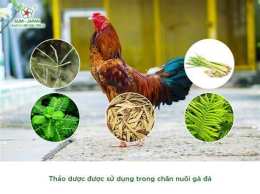 hướng dẫn sử dụng da ga cua dai