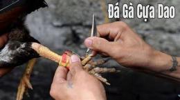 hướng dẫn sử dụng đá gà cựa dao sv388