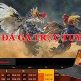 kèo đá gà trực tiếp
