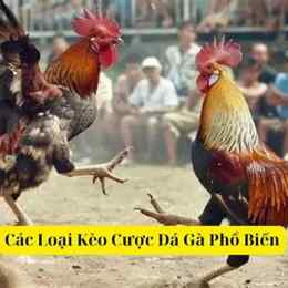 kèo đá gà