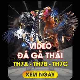 khin789 đá gà