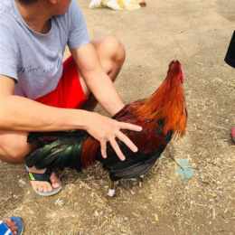 kiểm cà mau đá gà