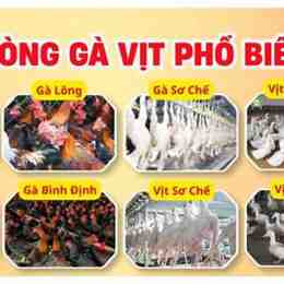 kinh doanh gà đá