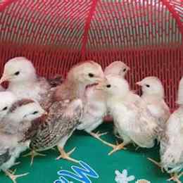 kỹ thuật nuôi gà tre đá không dùng kháng sinh