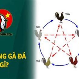 lịch đá gà màu mạng hôm nay