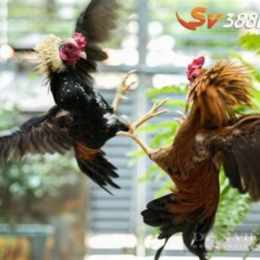 luật đá gà