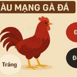 mạng gà đá hôm nay
