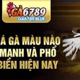 mào gà đá hôm nay
