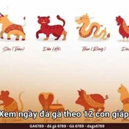 màu gà đá ngày hôm nay