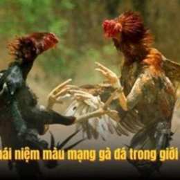 mau mang ga da
