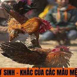 màu mệnh gà đá hôm nay