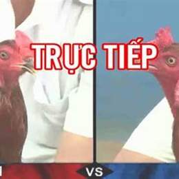 mcw da ga truc tiep