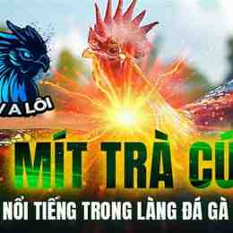 mít trà cú đá gà 15 tỷ