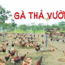 mô hình nuôi gà đá