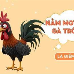mơ thấy gà đá nhau đánh con gì