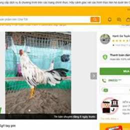 mua gà đá chợ tốt bạc liêu