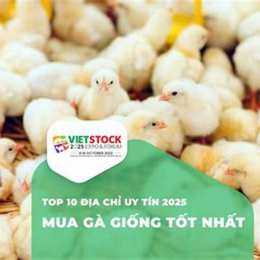 mua gà đá