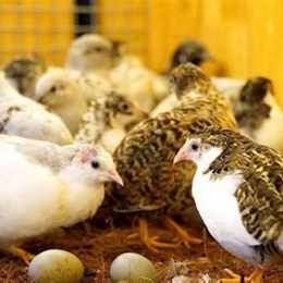 mua gà rutin ở đà nẵng