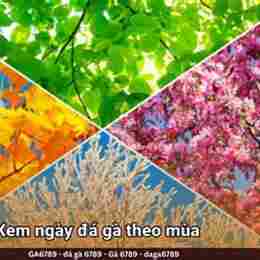ngày mai đá gà màu nào mạnh